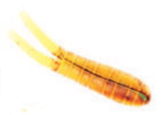 Betts Spin 1/16 Value Pack Split Tail Orange Craw Glitter
