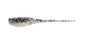 Bobby Garland Baby Shad 2in 18ct Crystal