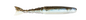 Z-MAN ChatterShad 4.5in. THE Deal 4pk
