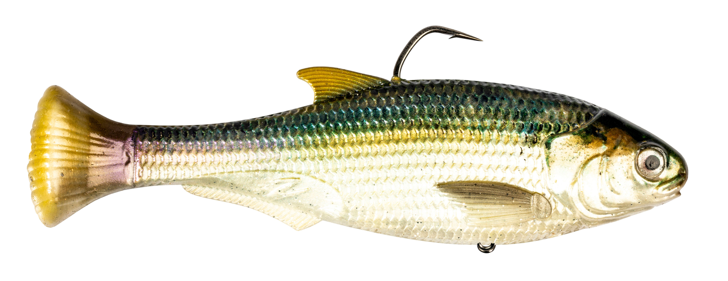 Z-MAN Shadtron LT6in. Fast Sink Blueback Herring